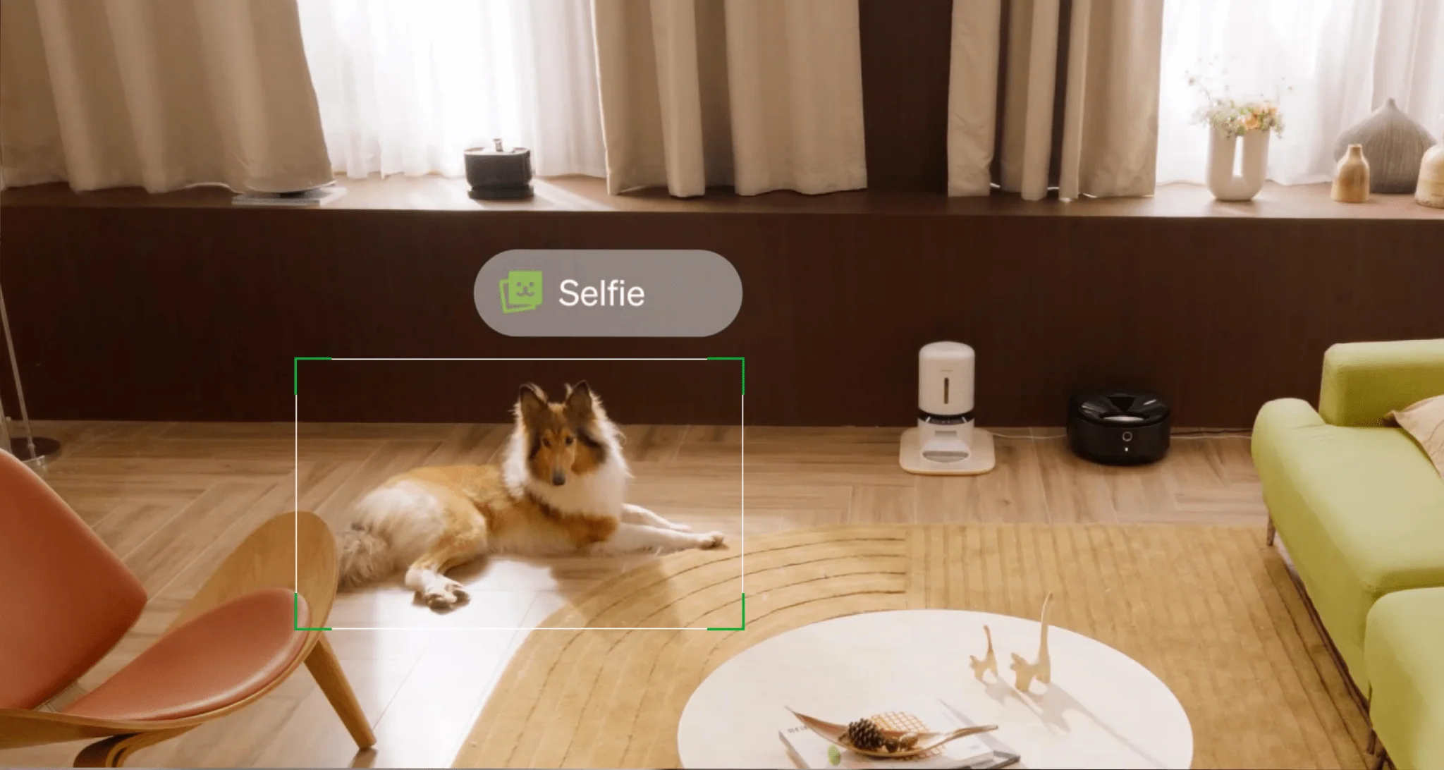 Petlibro 视频云 AI，让猫狗摄像头片段更智能
